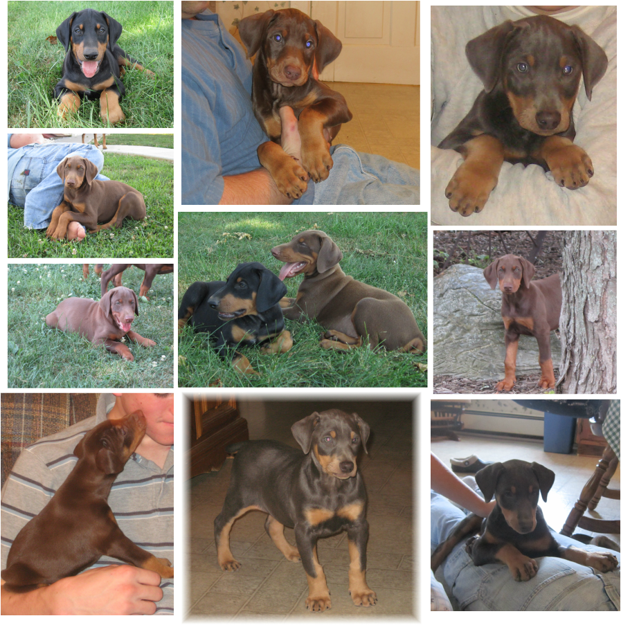 Our past Doberman Pinscher puppies