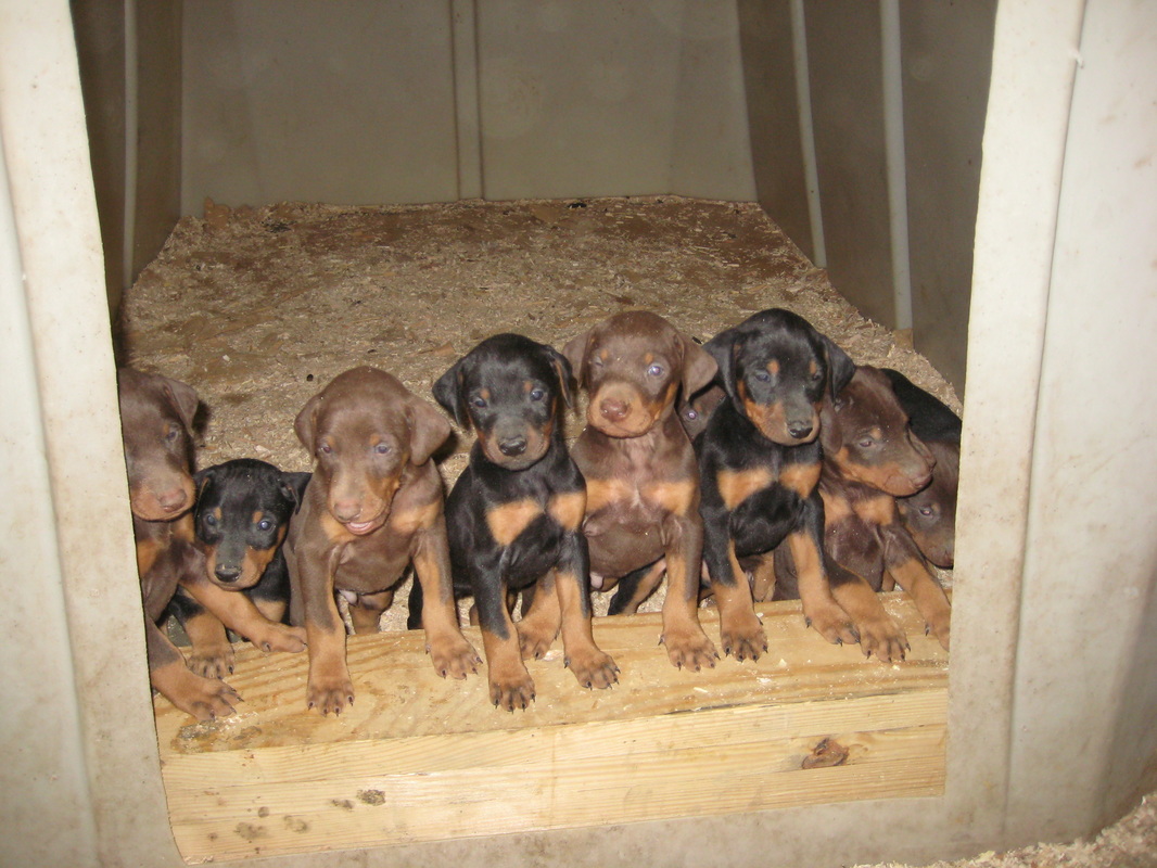 Akc Doberman Pinscher Puppies For Sale In Pa Nev Co
